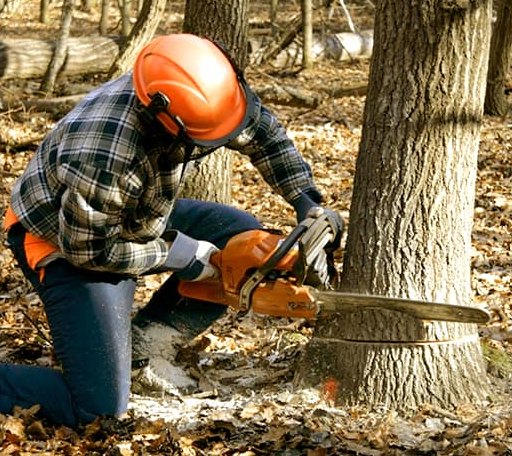 Tree Removal in Stamford, TX